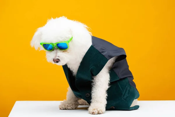 Пушистая гаванская собака в жилете и солнцезащитных очках, сидящих на белой поверхности изолированы на желтой — стоковое фото