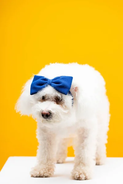 Havanese dog with blue bow tie on head on white surface isolated on yellow — Stock Photo