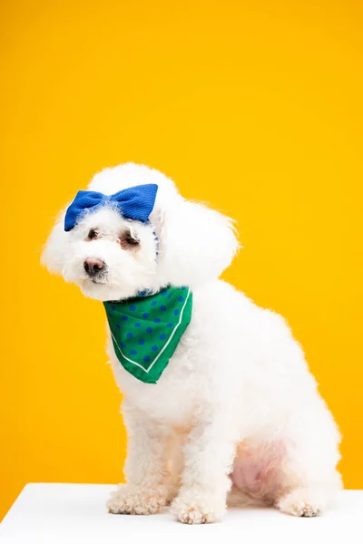 Havanese dog with blue bow tie on head and neckerchief on white surface isolated on yellow — Stock Photo