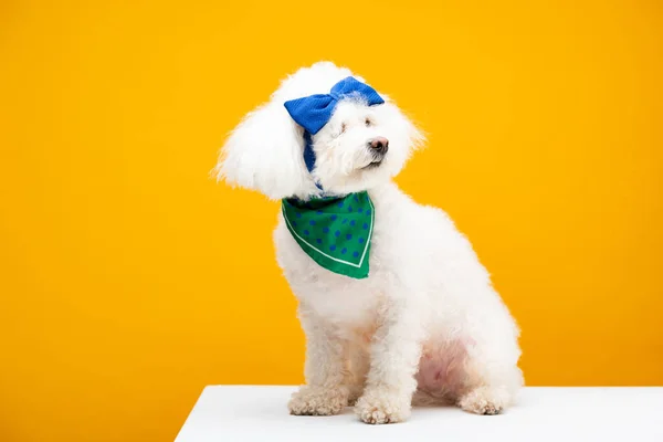 Пушистая гаванская собака с галстуком-бабочкой на голове и шейным платком, сидящим на белой поверхности, изолированной на желтой — стоковое фото