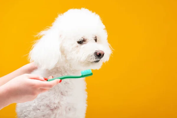 Vista recortada de la mujer sosteniendo cepillo de dientes cerca perro havanese aislado en amarillo - foto de stock