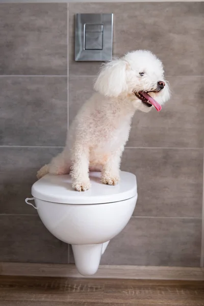 Fluffy havanese perro sentado en el inodoro en el baño - foto de stock