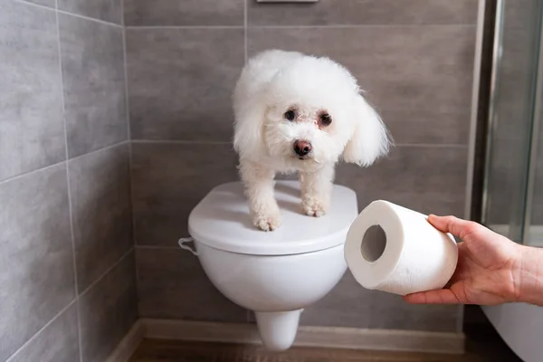 Vue recadrée de l'homme tenant du papier toilette près d'un chien havanais sur les toilettes dans les toilettes — Photo de stock