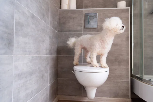 Chien Havanais debout sur les toilettes dans la salle de bain — Photo de stock