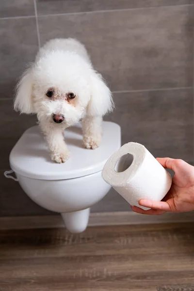 Cropped view of man holding toilet paper near bichon havanese dog on toilet in restroom — Stock Photo