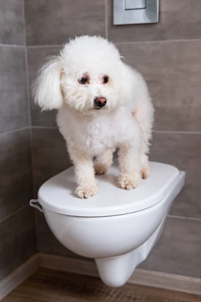 Niedlicher havanischer Hund steht auf geschlossener Toilette im Badezimmer — Stockfoto