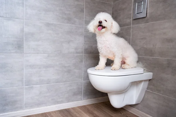 Lindo perro bichon havanese sentado en el inodoro cerrado en el baño - foto de stock