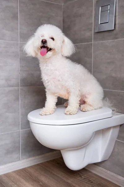 Chien havanais Bichon assis sur des toilettes fermées dans les toilettes — Photo de stock