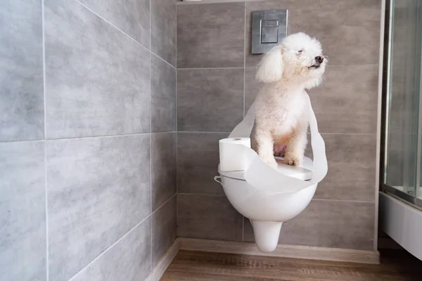 Havanese perro enrollado en papel higiénico sentado en el inodoro cerrado en el baño - foto de stock