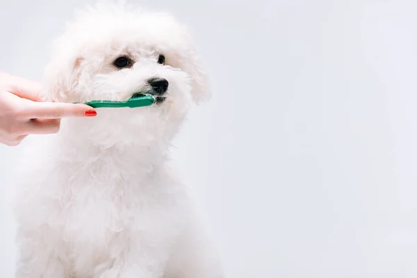 Corte vista de mulher escovação dentes para bonito bichon havanese cão isolado no cinza — Fotografia de Stock