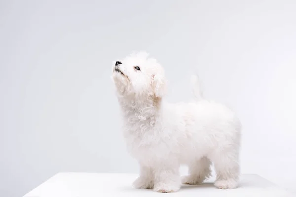 Бічон хаванський собака дивиться вгору на білій поверхні ізольовано на сірому — стокове фото