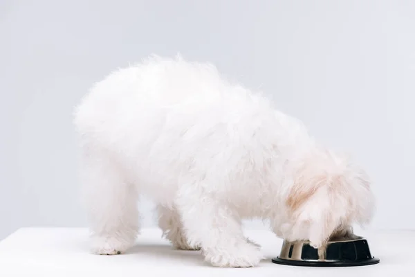 Собака по кличке Бишон питается собачьим кормом из миски на белой поверхности, изолированной на серой — Stock Photo