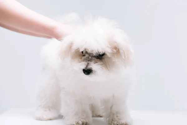 Cropped view of woman petting fluffy havanese dog on white surface isolated on grey — Stock Photo