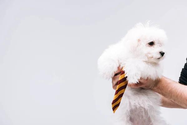 Vista recortada del hombre sosteniendo perro havanés con corbata a rayas aislado en gris - foto de stock