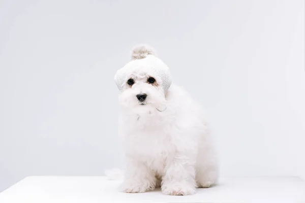 Cute havanese dog in knitted hat on white surface isolated on grey — Stock Photo