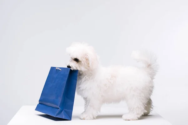 Гаванская собака держит голубой бумажный пакет на белой поверхности, изолированный на серой — Stock Photo