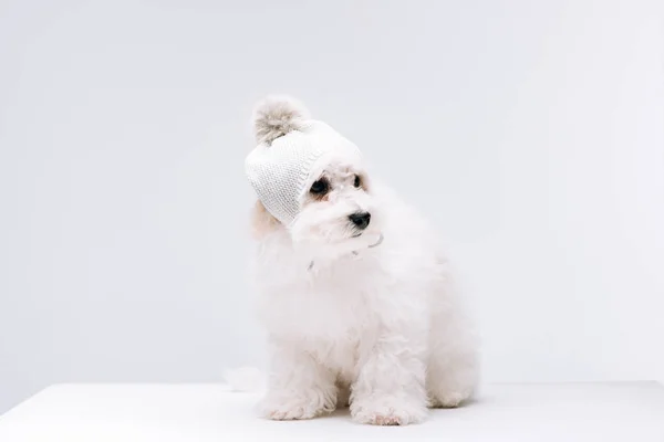 Fluffy havanese dog in knitted hat with bubo on white surface isolated on grey — Stock Photo