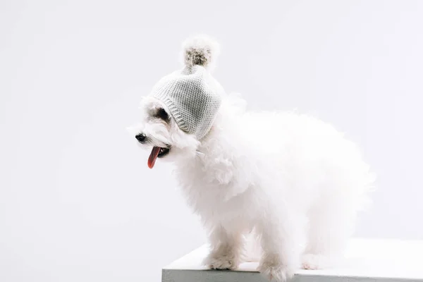 Havanese dog in knitted hat with bubo sticking out tongue on white surface isolated on grey — Stock Photo