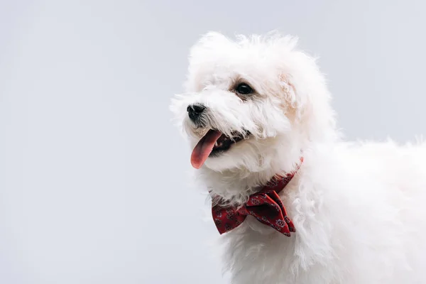 Bichon perro havanese con pajarita roja sobresaliendo lengua aislada en gris - foto de stock