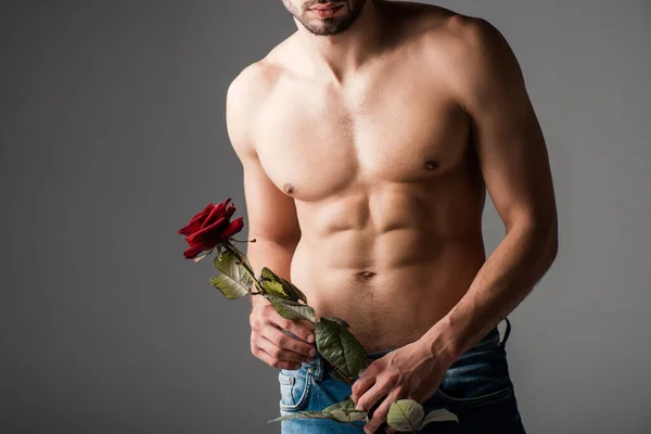 Обрезанный вид человека без рубашки в джинсах, держащего розовый цветок на сером — стоковое фото