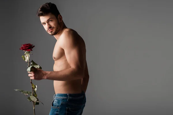 Sexy shirtless man in jeans holding rose flower on grey — Stock Photo