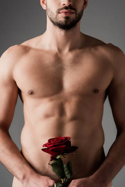 Cropped view of sexy naked man holding rose flower isolated on grey — Stock Photo