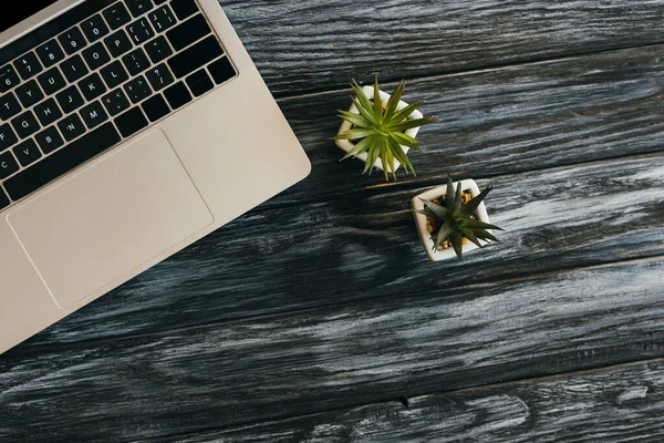 Vista superior de la computadora portátil y plantas de la casa en la superficie de madera oscura - foto de stock