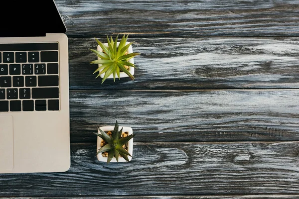 Vista superior de la computadora portátil y plantas de la casa en la superficie de madera oscura - foto de stock