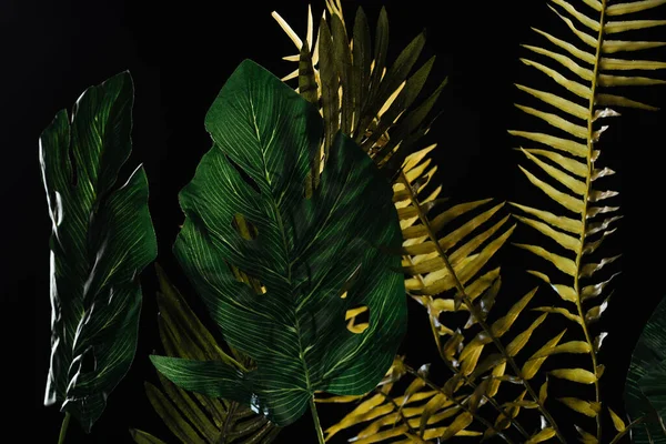 Monstera and fern green leaves isolated on black — Stock Photo