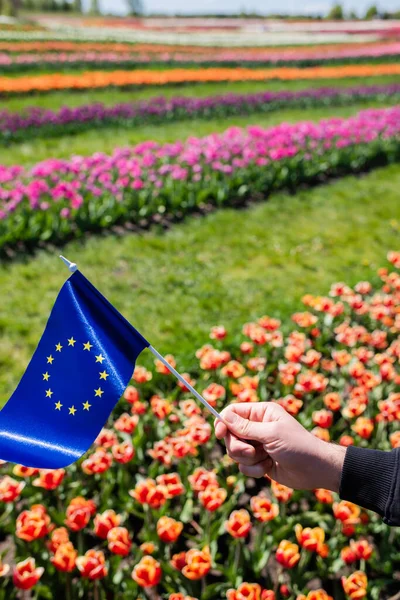 Vue recadrée de l'homme tenant le drapeau de l'Europe près du champ de tulipes colorées — Photo de stock