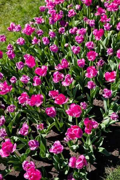 Красивые розовые красочные тюльпаны с зелеными листьями — стоковое фото
