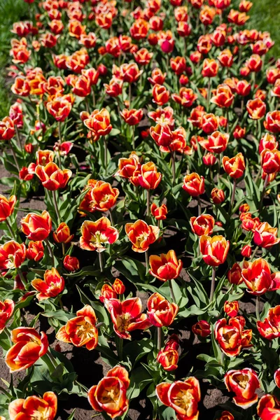 Beautiful red and yellow colorful tulips with green leaves — Stock Photo