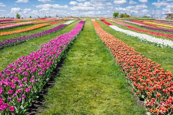 Барвисте поле тюльпанів з блакитним небом і хмарами — стокове фото