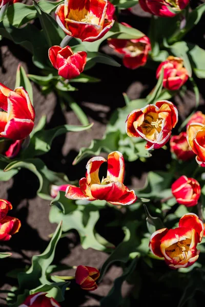 Close up vista de belas tulipas coloridas vermelhas e amarelas com folhas verdes — Fotografia de Stock
