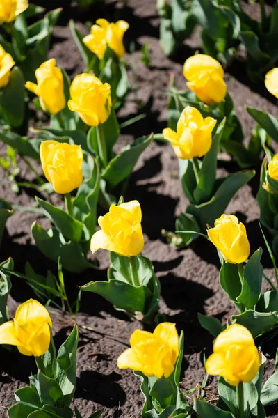 Красивые желтые красочные тюльпаны с зелеными листьями — стоковое фото