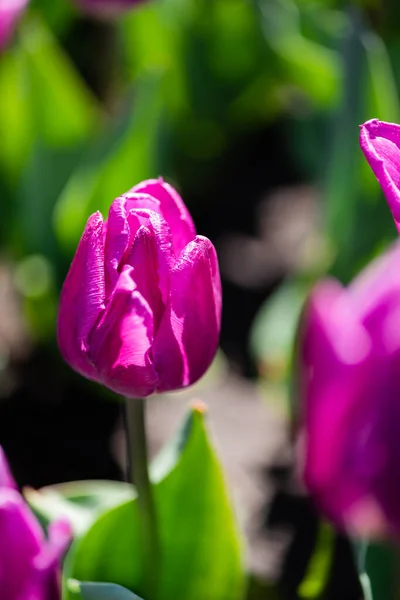 Vista de perto de belas tulipas coloridas roxas com folhas verdes — Fotografia de Stock