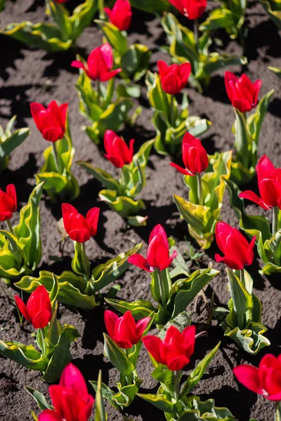 Belles tulipes rouges colorées aux feuilles vertes — Photo de stock