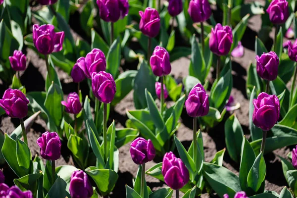 Hermosos tulipanes de color púrpura con hojas verdes - foto de stock