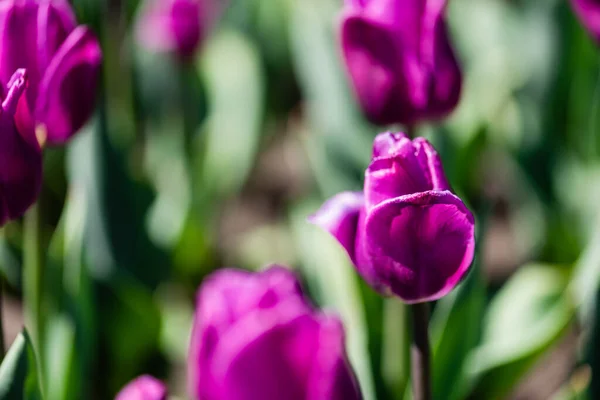 Vista de cerca de hermosos tulipanes de color púrpura con hojas verdes - foto de stock