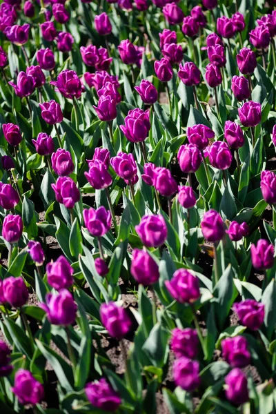 Bellissimi tulipani viola colorati con foglie verdi — Foto stock