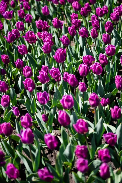 Schöne lila bunte Tulpen mit grünen Blättern — Stockfoto