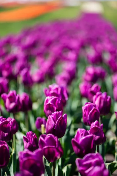 Enfoque selectivo de hermosos tulipanes de color púrpura con hojas verdes - foto de stock