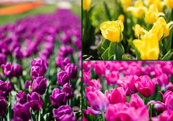 Коллаж из красивых фиолетовых, розовых и желтых красочных тюльпанов с зелеными листьями — стоковое фото