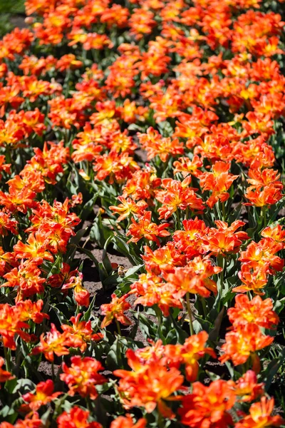 Bonito laranja tulipas coloridas com folhas verdes — Fotografia de Stock