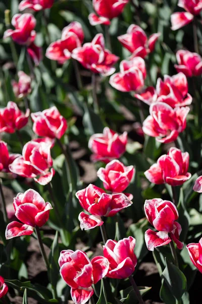 Beautiful pink and white tulips with green leaves — Stock Photo