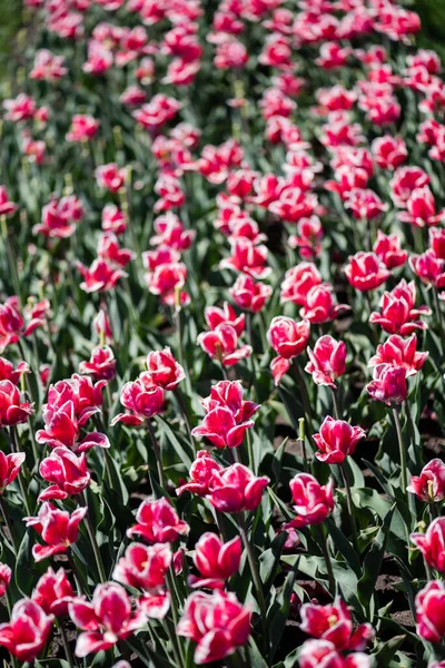 Foco seletivo de belas tulipas rosa e branco com folhas verdes — Fotografia de Stock