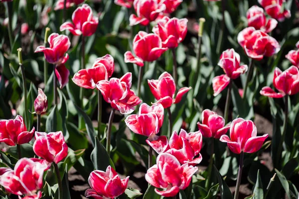 Belles tulipes roses et blanches aux feuilles vertes — Photo de stock