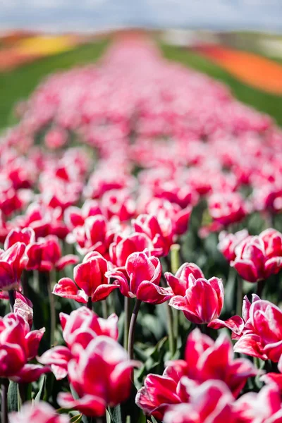 Fuoco selettivo di bei tulipani rosa e bianchi con foglie verdi — Foto stock