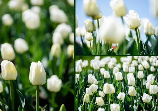 Collage aus schönen weißen Tulpen mit grünen Blättern — Stockfoto