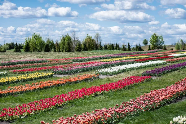 Campo de tulipanes coloridos con cielo azul y nubes - foto de stock